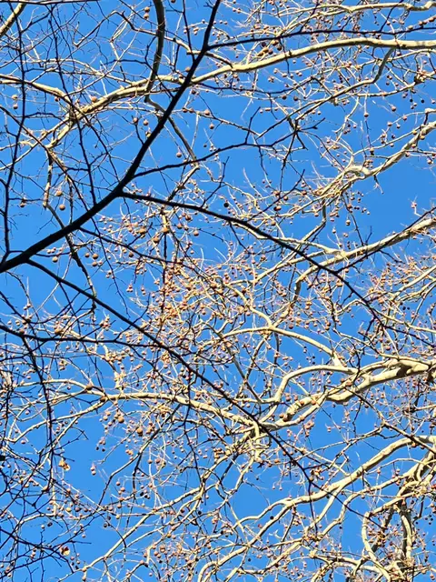 Intricate bare branches dance against the vibrant blue sky.